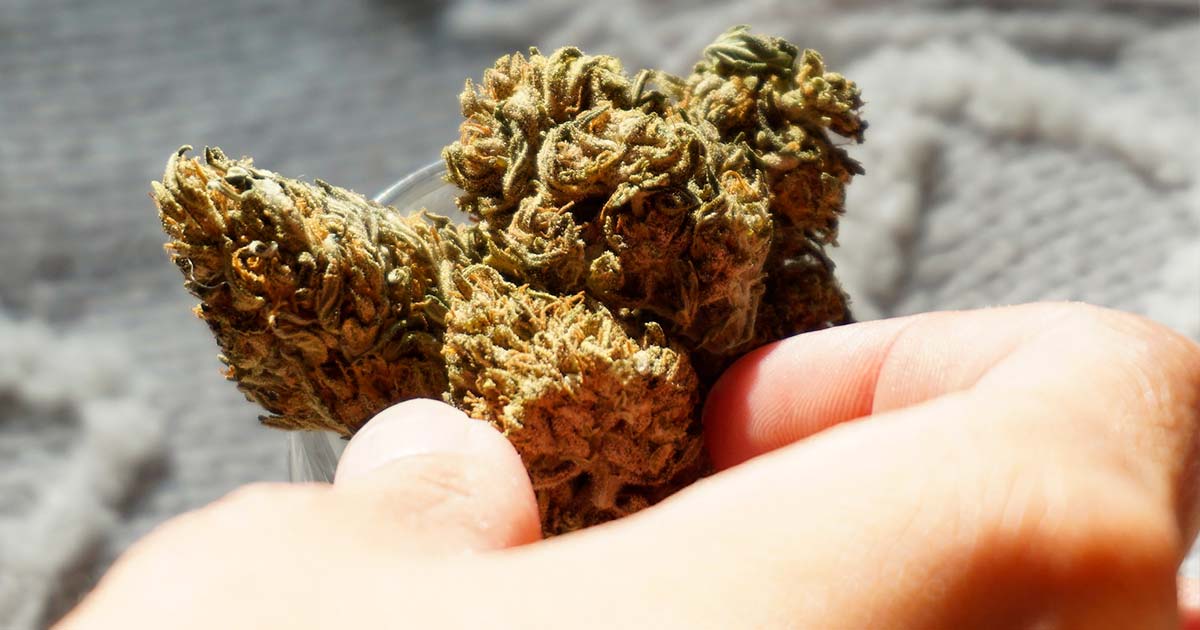 CBD Flowers Emerge as a Natural Remedy for Pain, Inflammation, and Anxiety