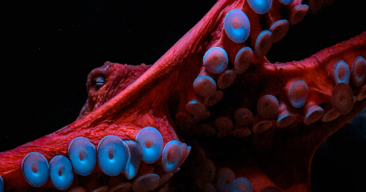 Study Reveals MDMA Induces Social Behavior in Octopuses Similar to Humans