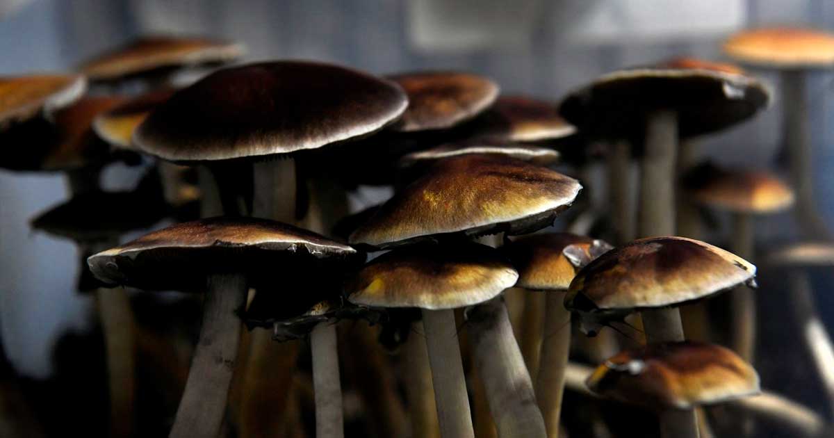 Rhode Island Advances Bill to Legalize Medical Psilocybin Use