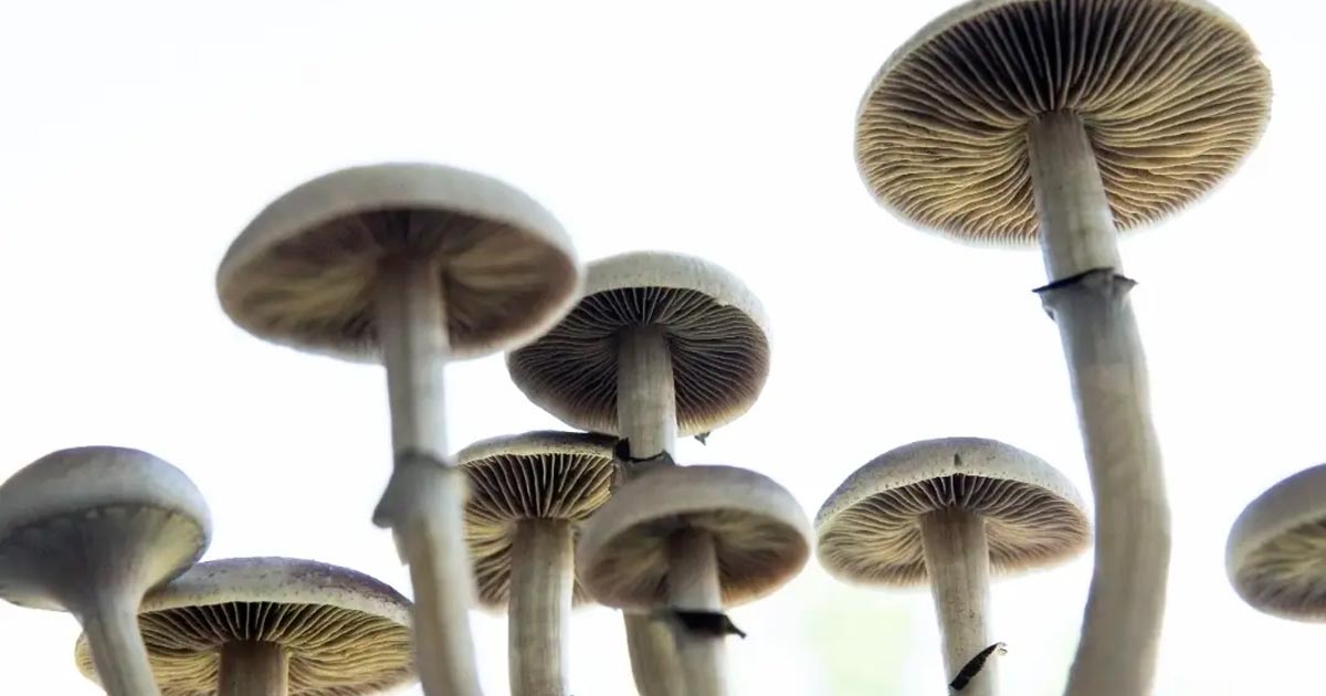 California Initiative to Decriminalize Magic Mushrooms Gains Momentum
