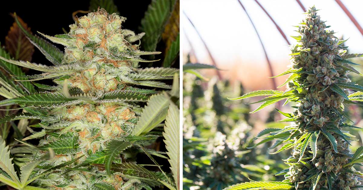 Critical Mango Cannabis Strain Gains Popularity for Its Unique Characteristics