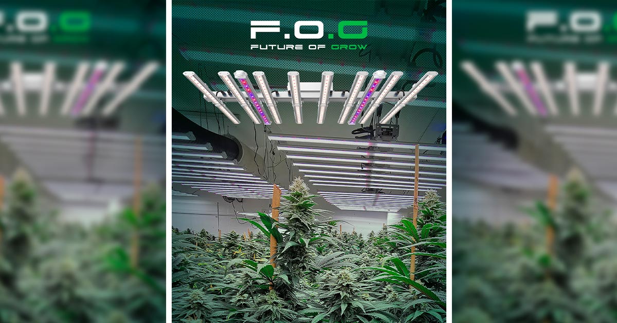 Swiss Company F.O.G. Transforms Horticulture with Innovative LED Lighting