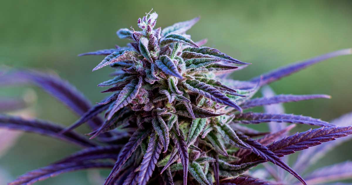 Jamaican Lion Cannabis Strain Shows Resistance to Hop Latent Viroid