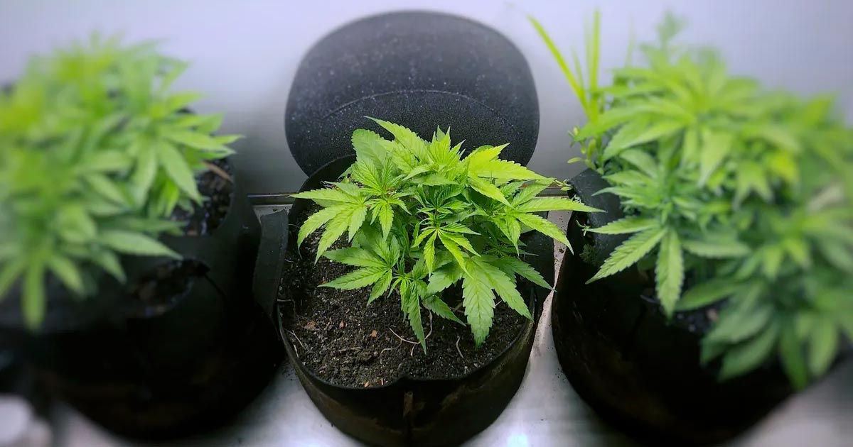 Luxembourg Legalizes Personal Cannabis Cultivation and Possession