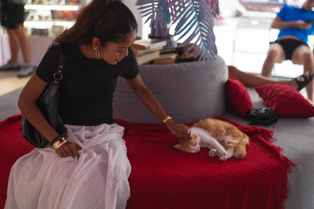 Guest petting a cat in the Library lounge