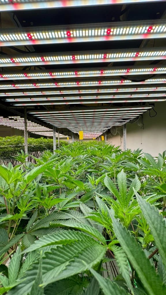 Indoor cannabis cultivation under OG Lab LED fixtures