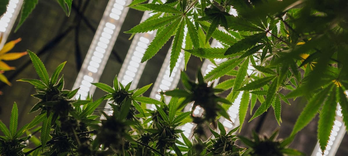 Beth Conway Strengthens New Jersey Cannabis Community Amid Market Growth and Price Pressures