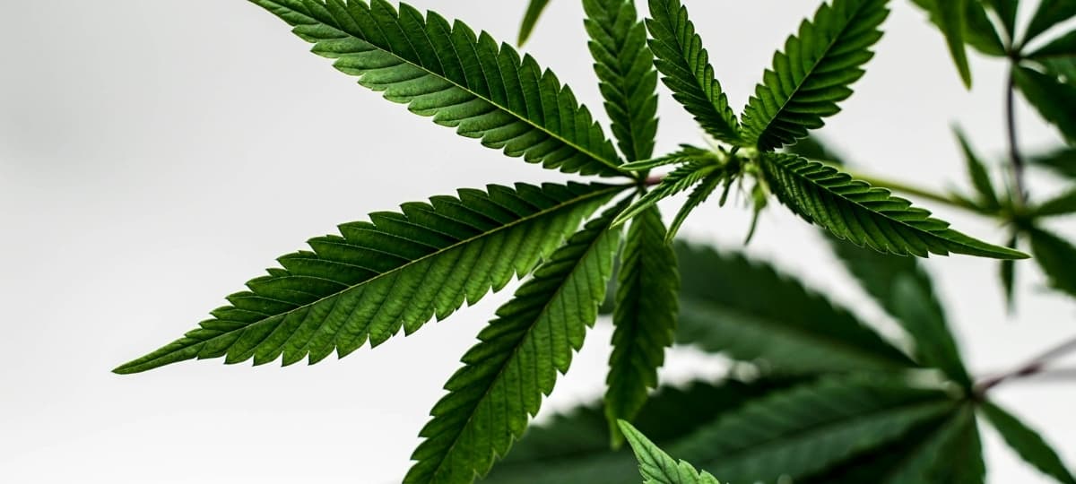 Cannabis Provides Lifeline Amid Struggles with Addiction and Legal Battles