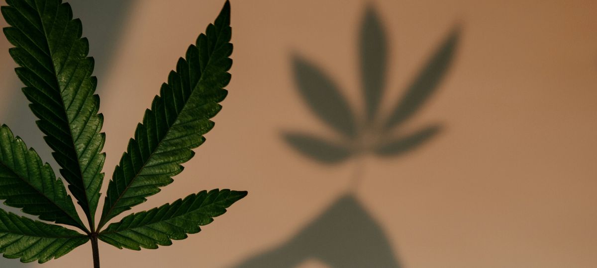 Cannabis as a Catalyst for Healing: Navigating Grief and Growth