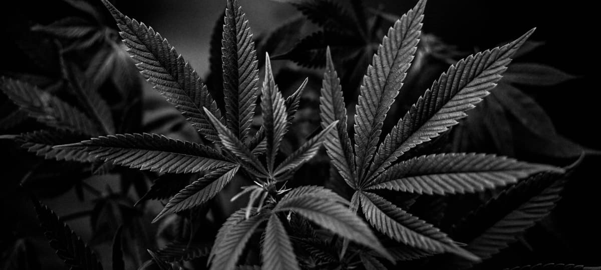 Canadian Investment Bankers Blamed for U.S. Cannabis Market Collapse