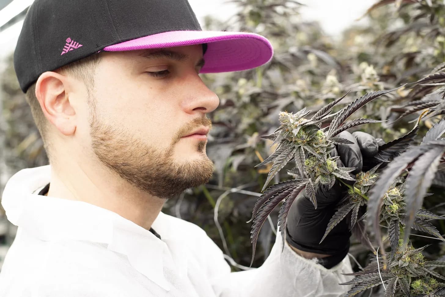 ผู้ผลิตกัญชาในควิเบกประสบความสำเร็จด้วยการมุ่งเน้นที่คุณภาพและวินัยทางการเงิน