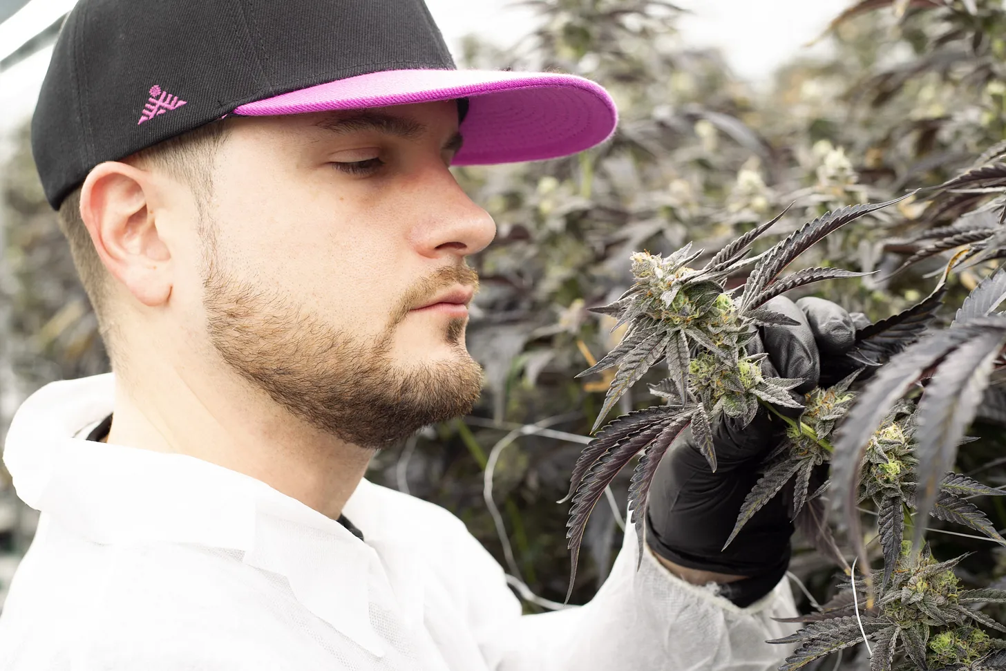 Quebec Cannabis-Produzent erzielt Erfolg durch strategischen Fokus auf Qualität und finanzielle Disziplin