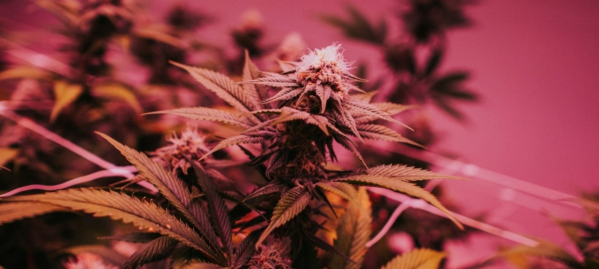 กัญชาให้การบรรเทาอาการสำหรับผู้หญิงที่เผชิญอาการก่อนวัยหมดประจำเดือน