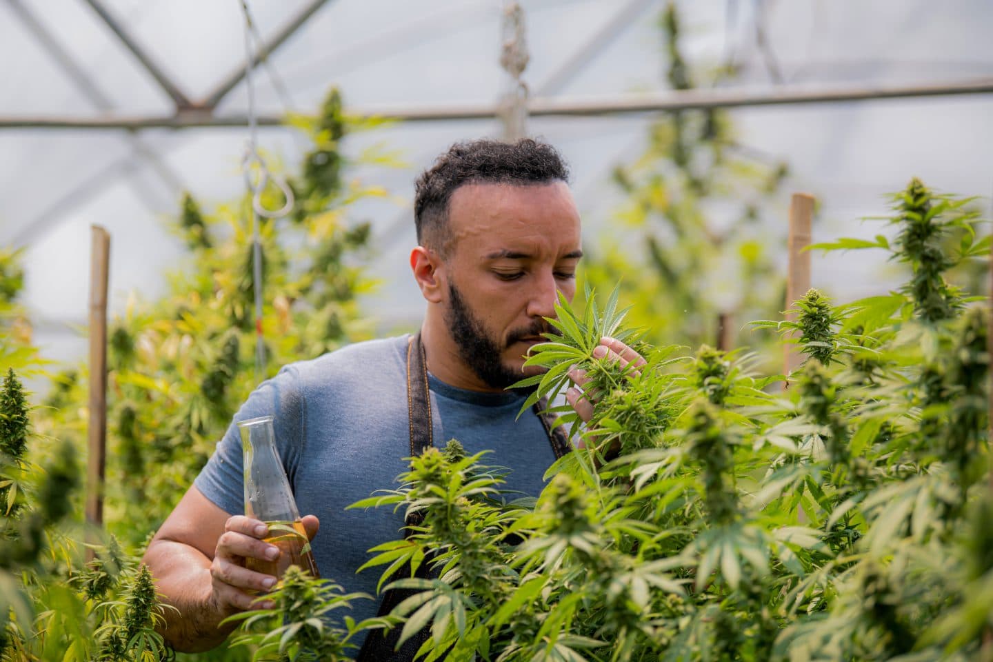 กรอบ PAC ใหม่มุ่งปกป้องสิทธิของผู้เพาะพันธุ์กัญชา