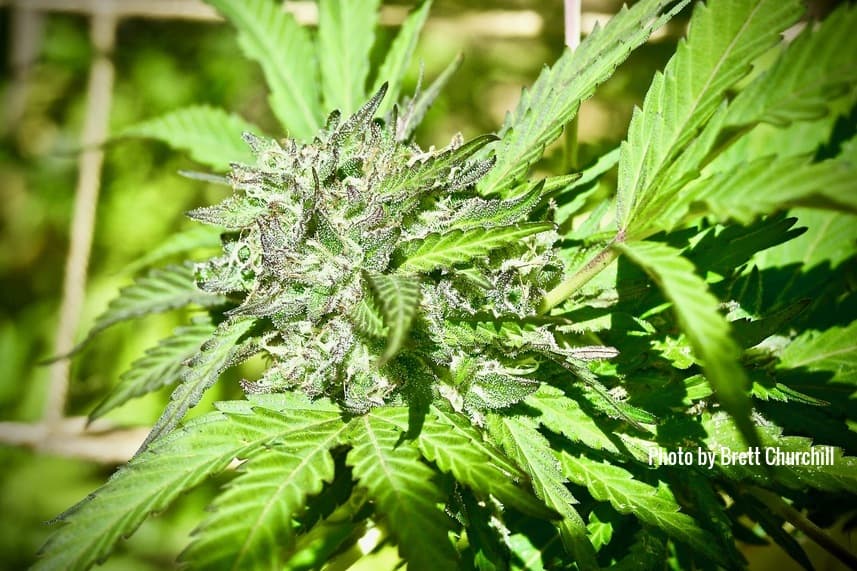 Specialized Cannabis Cultivation for Hash Production Redefines Industry Standards