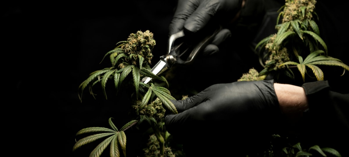 Инвестиции в новое оборудование не решают проблемы с урожайностью каннабиса