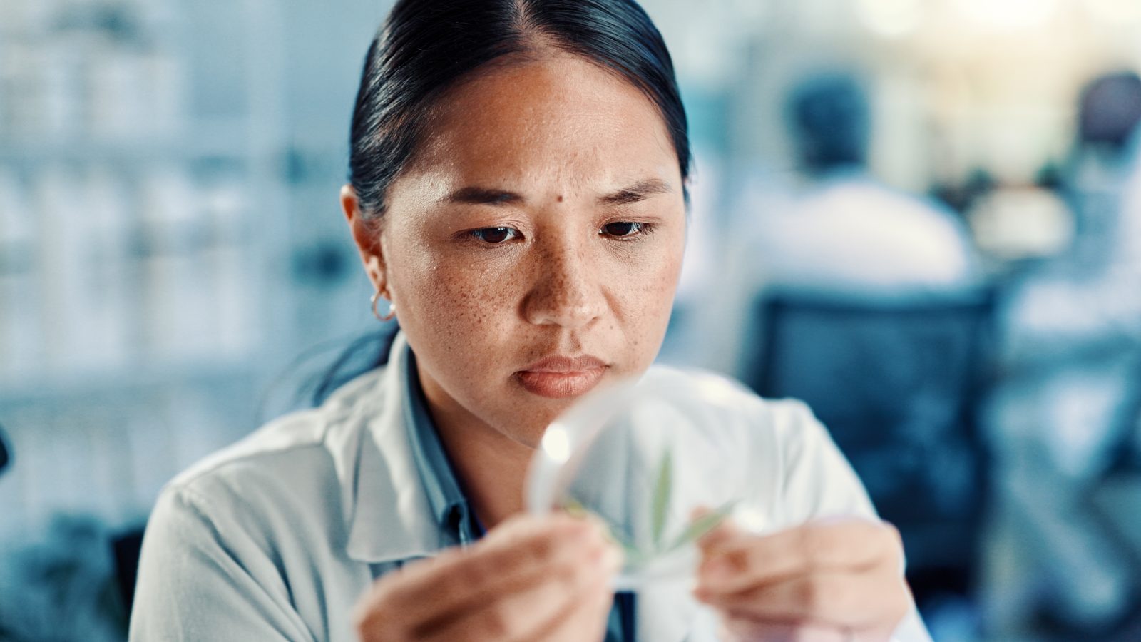 แคลิฟอร์เนียลงทุน 80 ล้านดอลลาร์ในการวิจัยกัญชาอย่างครอบคลุม