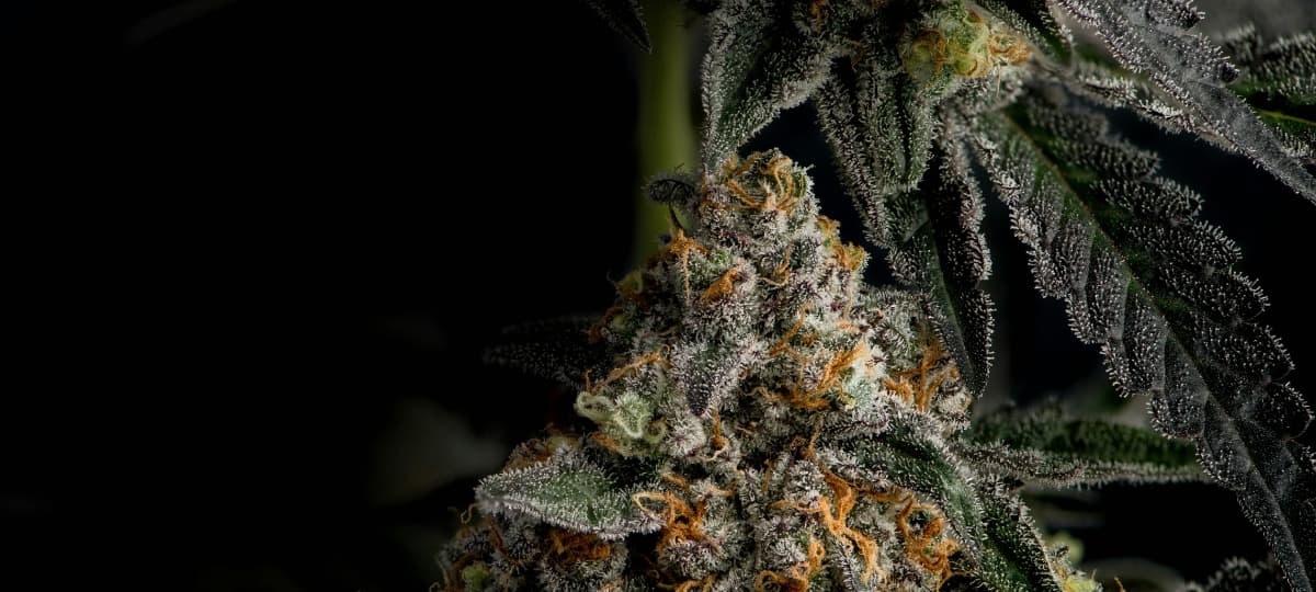 Bronx Chef Marquis Hayes Opens First Licensed Dispensary in the Hamptons Amid Regulatory Hurdles