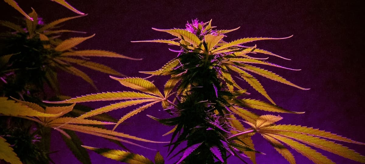 Women Over 60 Drive Innovation and Inclusivity in the Cannabis Industry