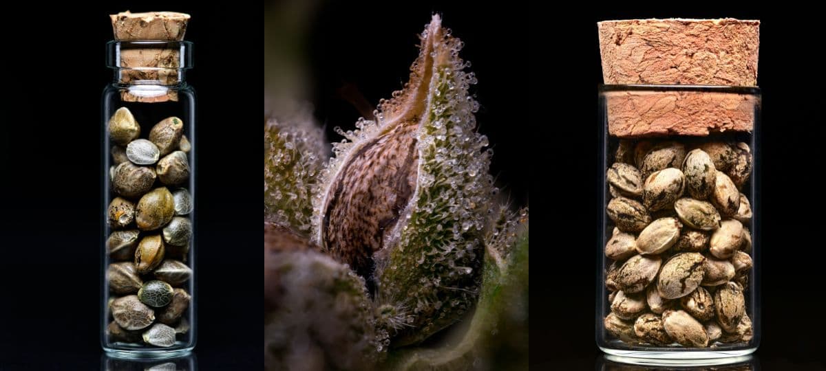 Preserving Cannabis Seed Genetics Drives Breeding Innovation and Market Identity