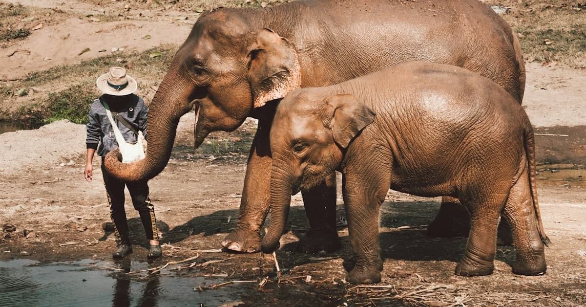 Der Elefant in der thailändischen Kultur: Jenseits von Tourismus-Klischees