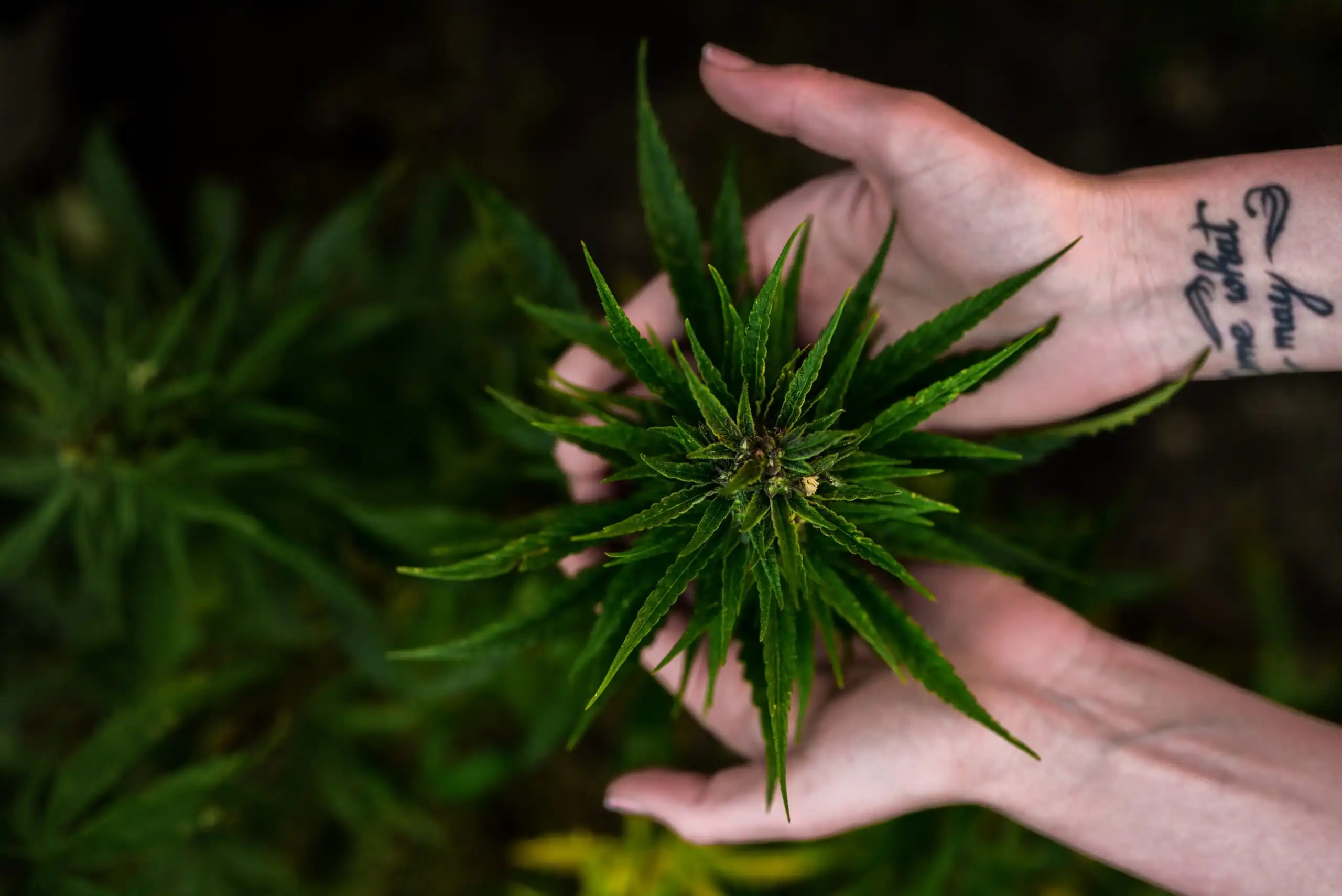 NORML lanza encuesta sobre libertades cannábicas antes del 4/20 para evaluar derechos de consumidores