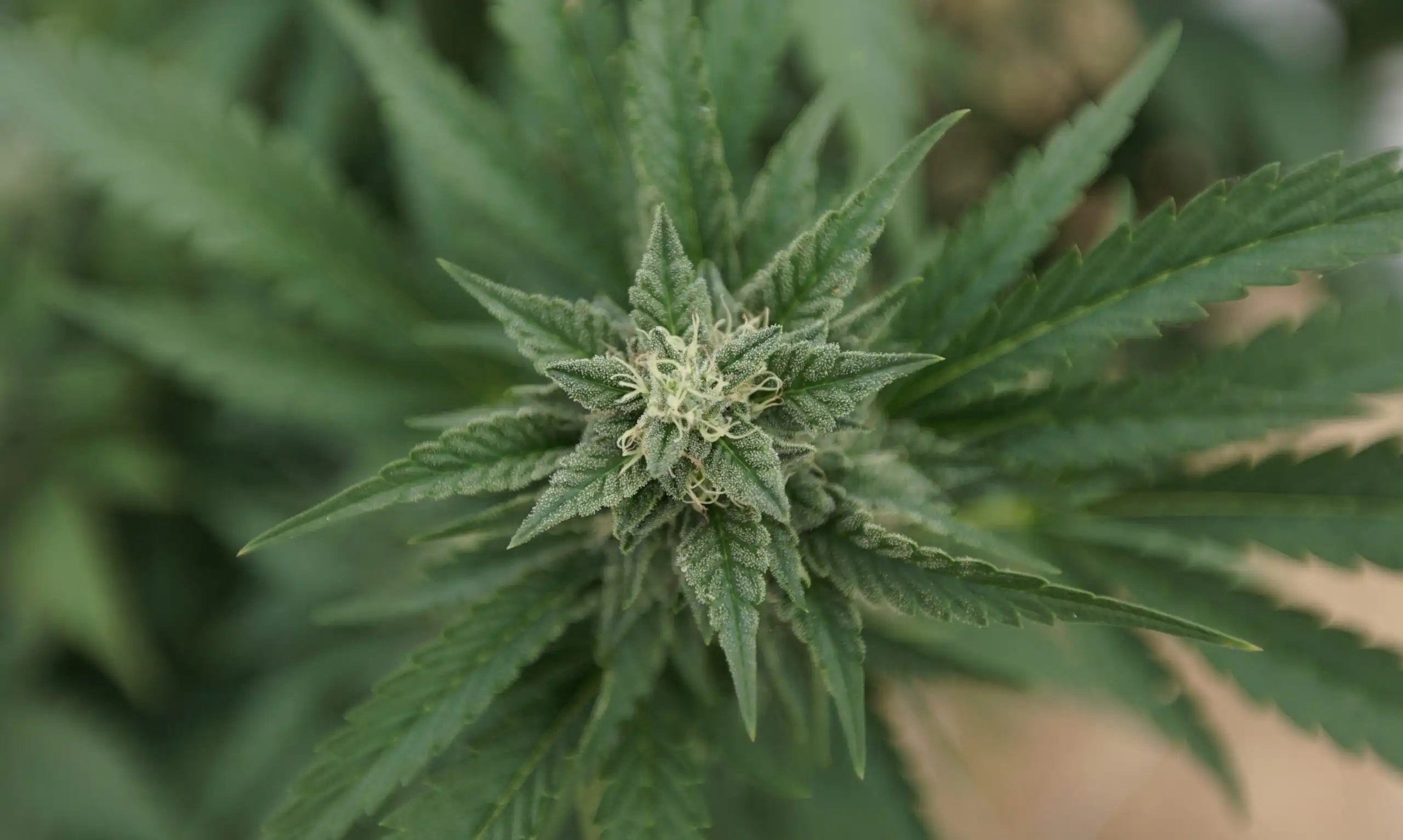Candidatos Demócratas en Wisconsin Unen Fuerzas para Legalizar la Marihuana
