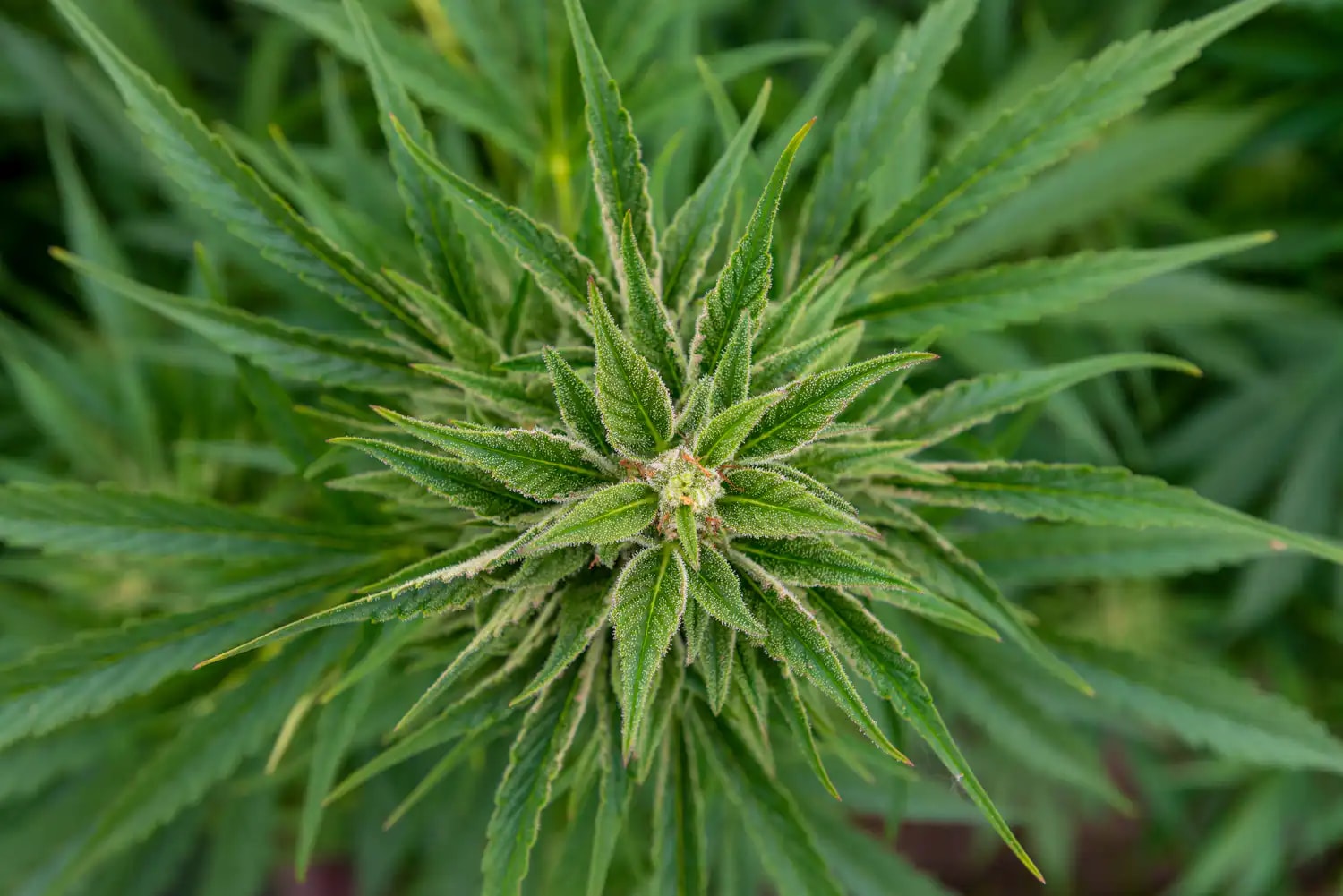 Patrocinadores del Proyecto de Cannabis en Virginia Instan a Rechazar Enmiendas del Gobernador y Riesgan Veto