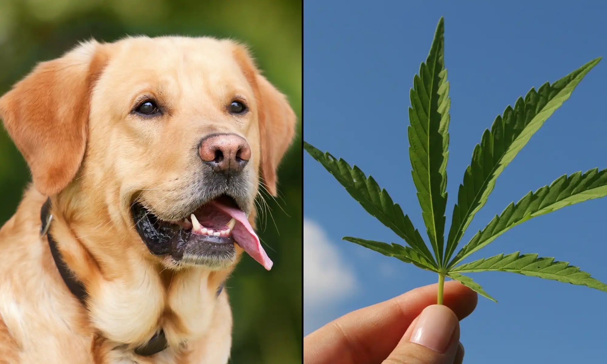 Legislatura de Maryland aprueba protecciones para veterinarios que recomiendan cannabis medicinal para mascotas