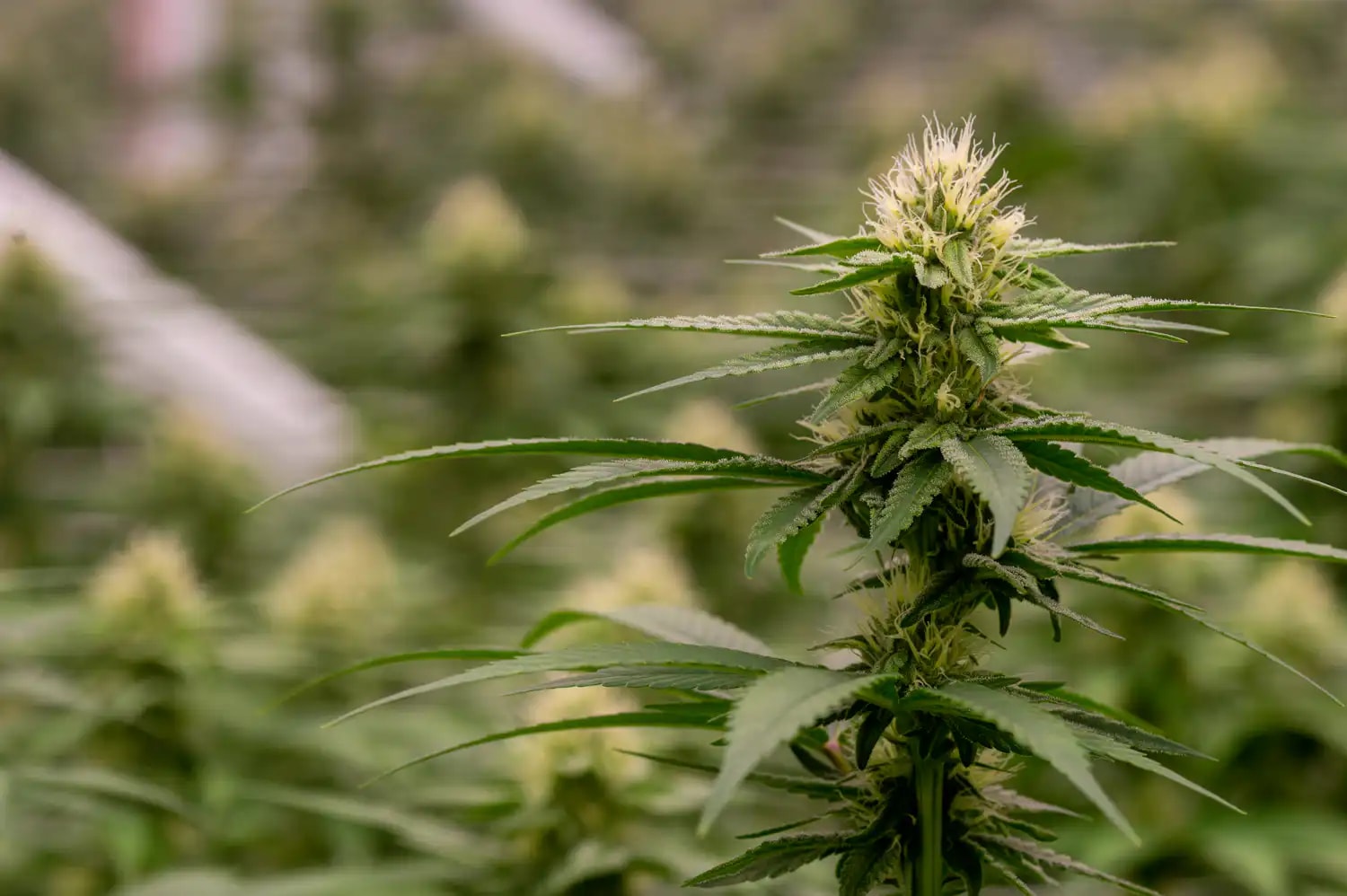 Proyecto de Ley del Senado Permitiría a Estados Evitar Prohibición Federal de Productos de THC de Cáñamo