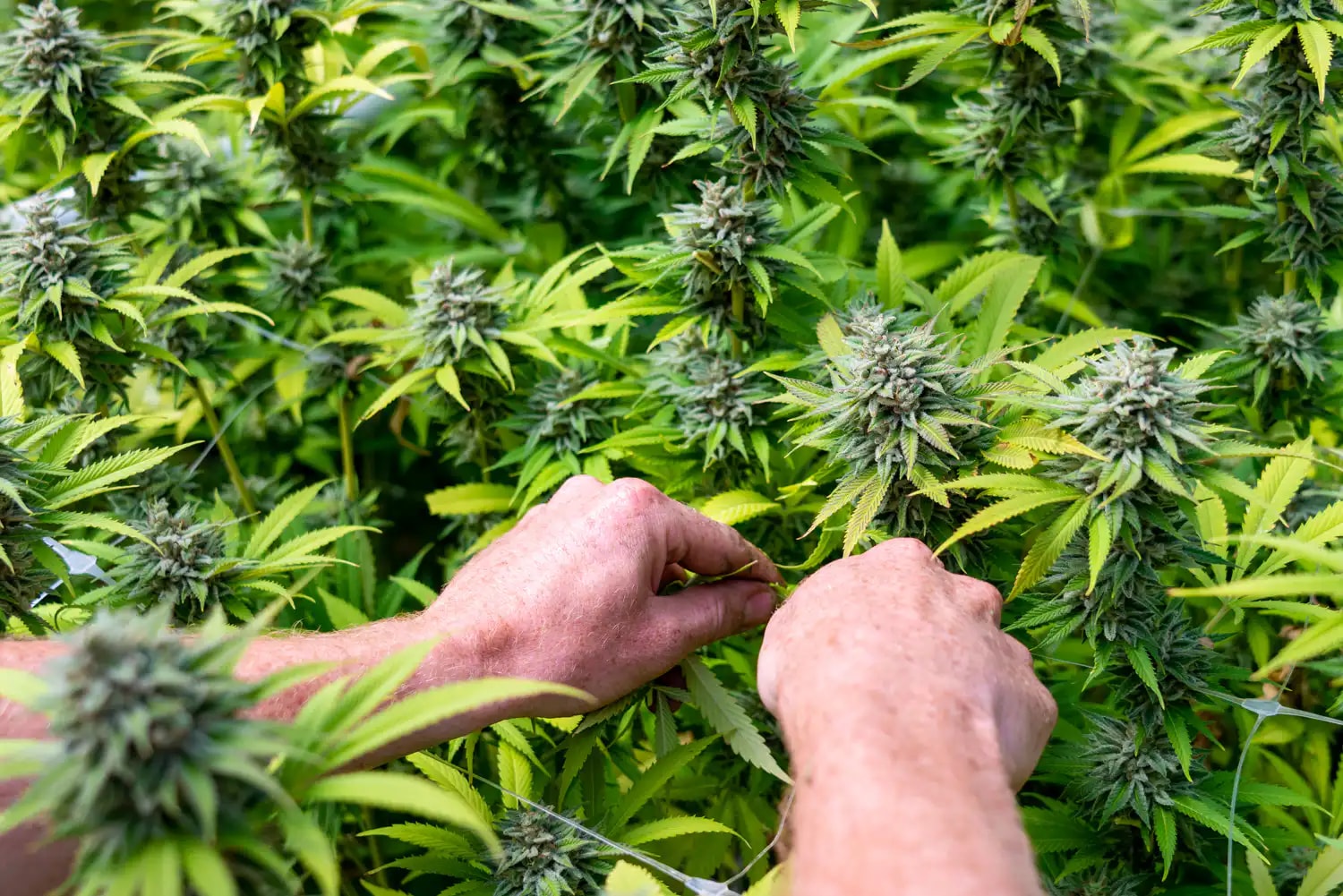 Congreso propone enmienda para que médicos del VA recomienden cannabis medicinal a veteranos