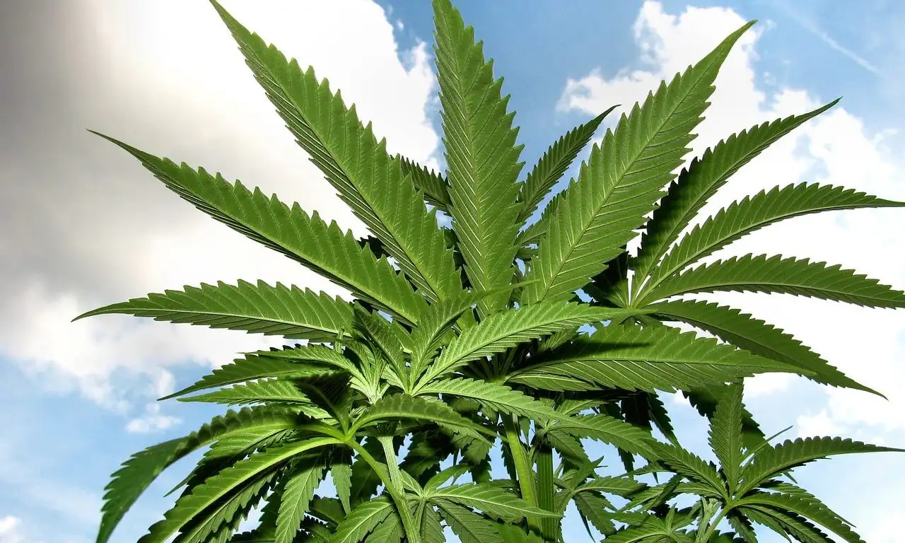 Informe del Congreso aclara límites de la reclasificación federal de la marihuana para mercados estatales