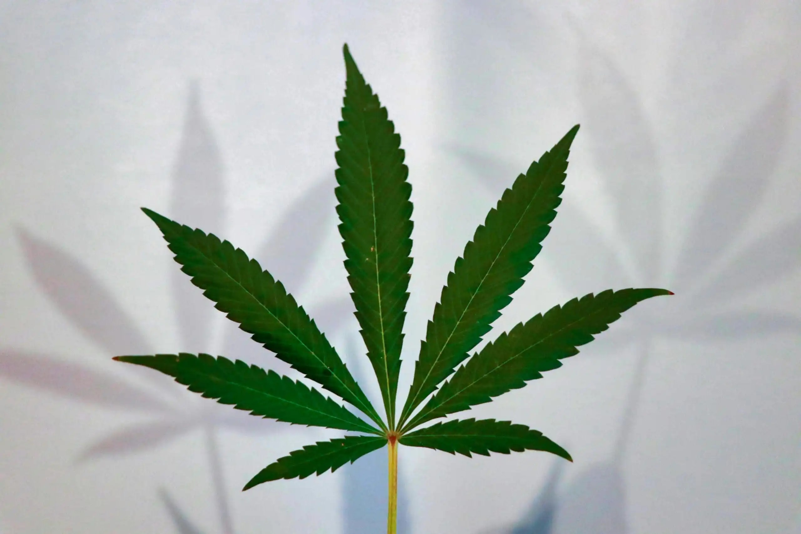 Legisladores y defensores exigen reforma federal integral del cannabis más allá de la reclasificación