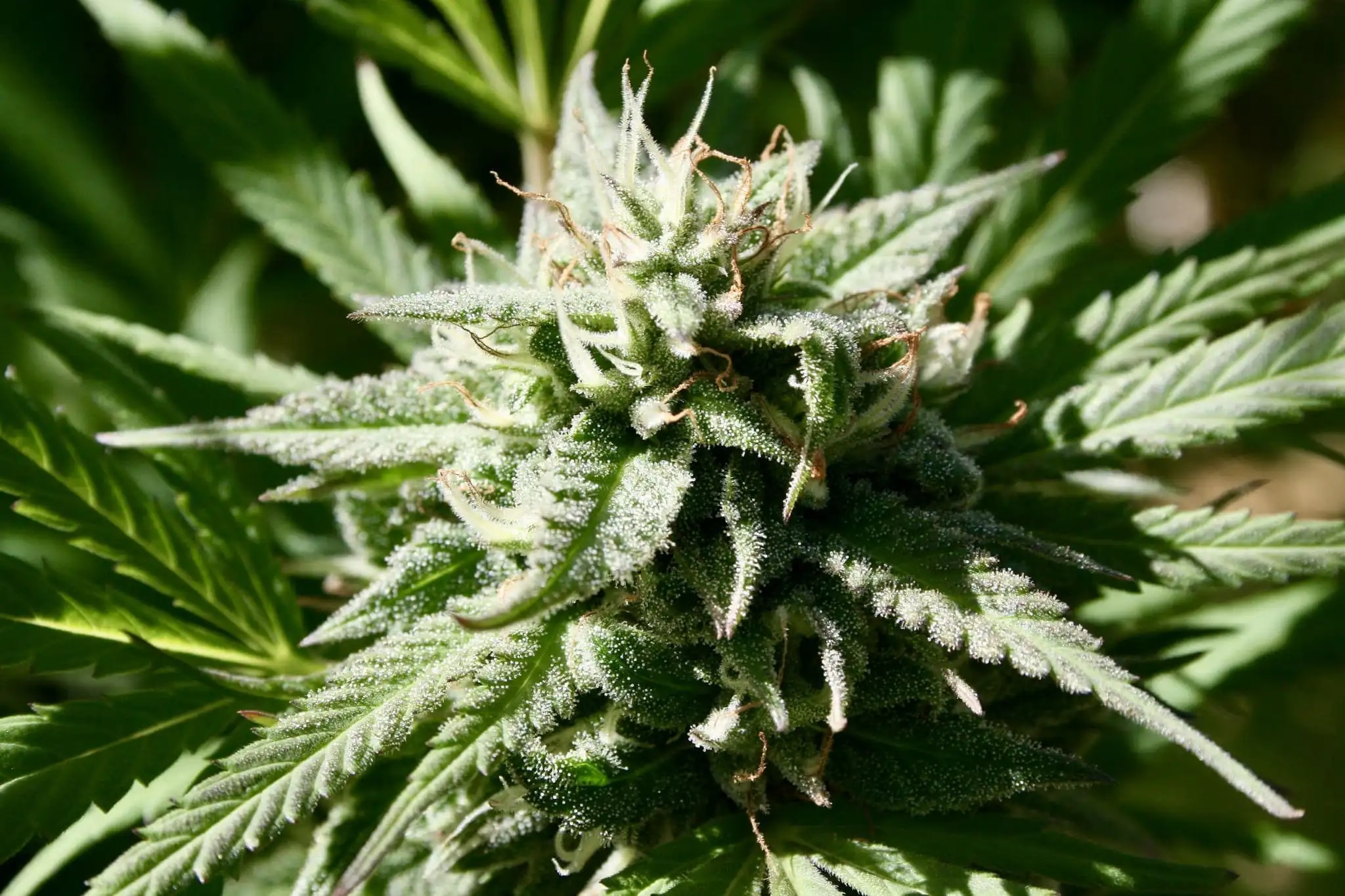 Iniciativa en Maine contra el cannabis gana impulso con oposición local movilizada