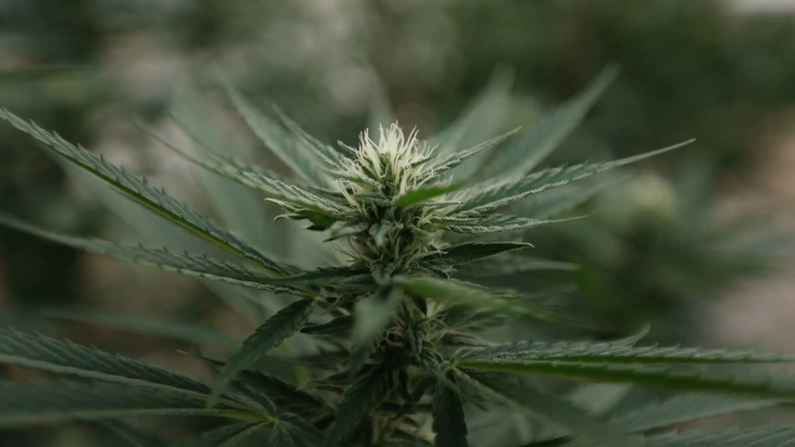 Nebraska inicia cultivo legal de cannabis medicinal y abre solicitudes para fabricantes
