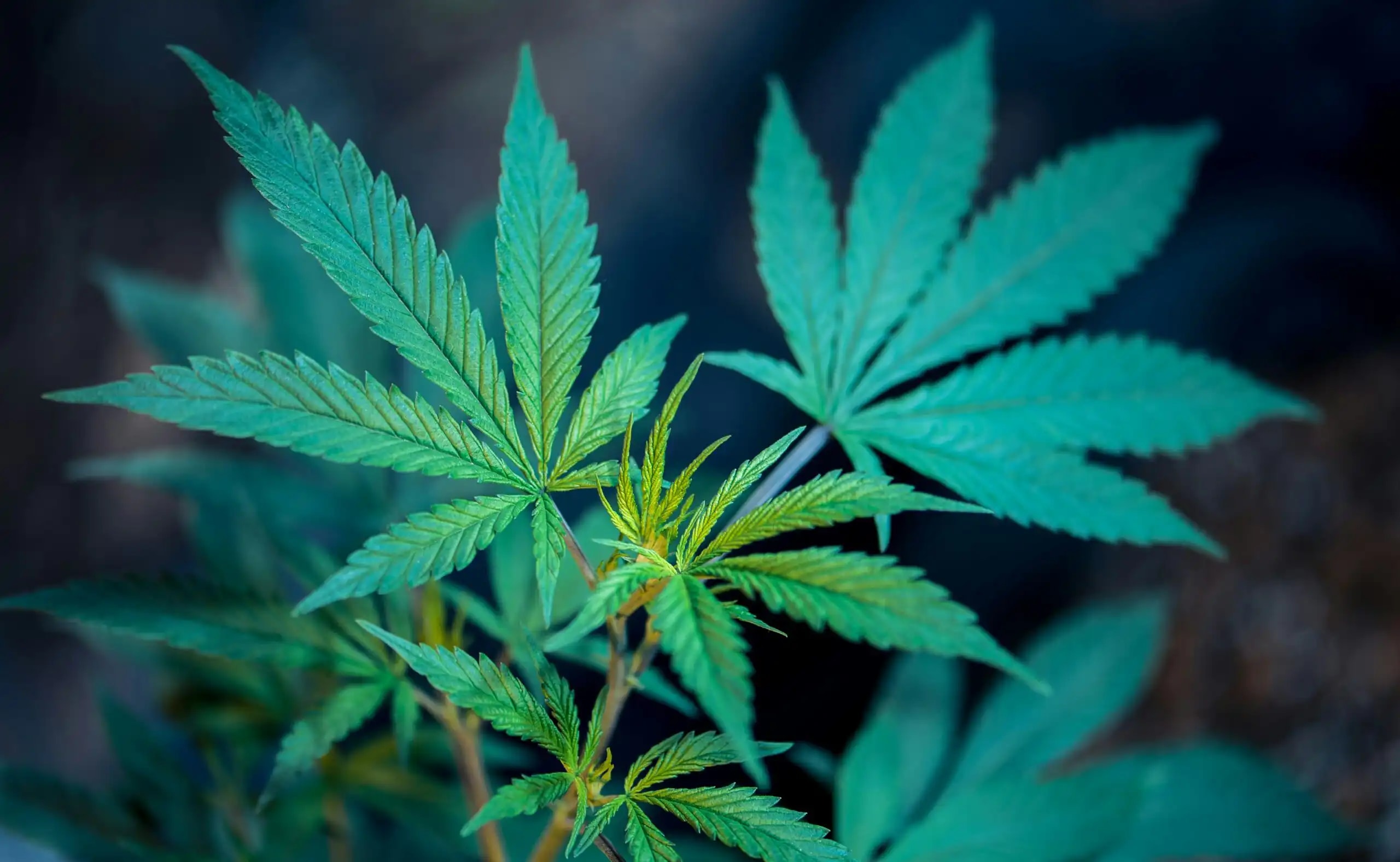 Virginia avanza hacia la legalización del cannabis con multas más altas por consumo público