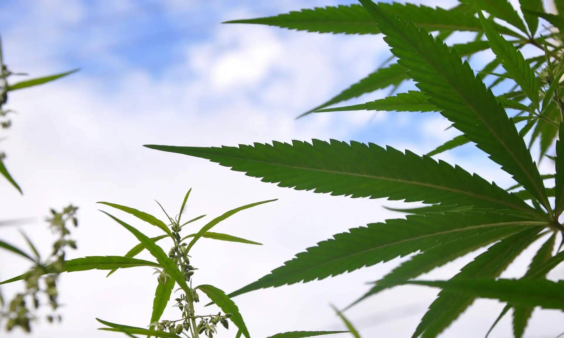 NORML Urges Federal Appeals Court to Reconsider Ruling on Cannabis Contract Enforcement