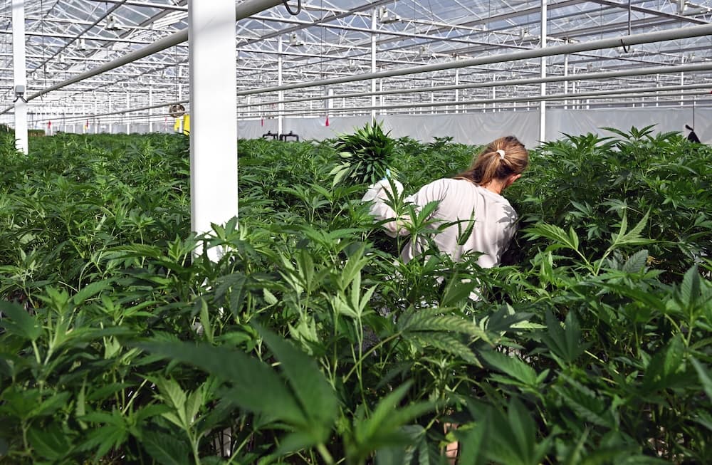 Cronos Acquires Dutch Cannabis Producer Canadelaar for €57.5 Million