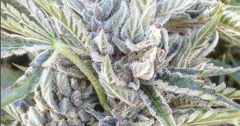 Top 10 Cannabis Strains Dominating US Sales in 2016 Revealed by PotValet