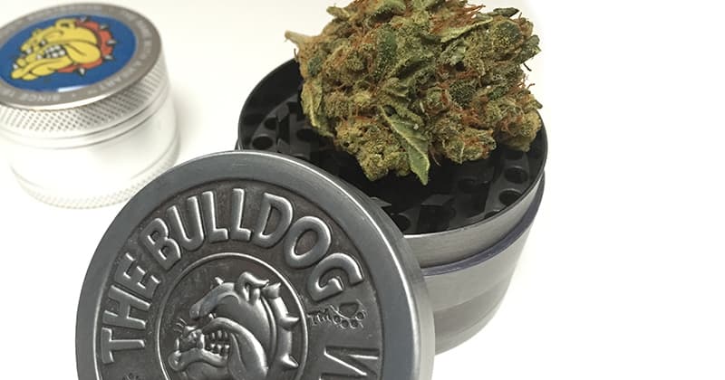 The Bulldog Expands from Coffeeshops to Global Cannabis Lifestyle Brand