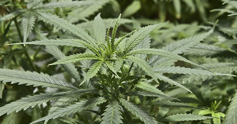 Five Cannabis Strains with Potent Aromas Captivate Enthusiasts