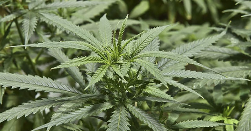 Five Cannabis Strains with Potent Aromas Captivate Enthusiasts