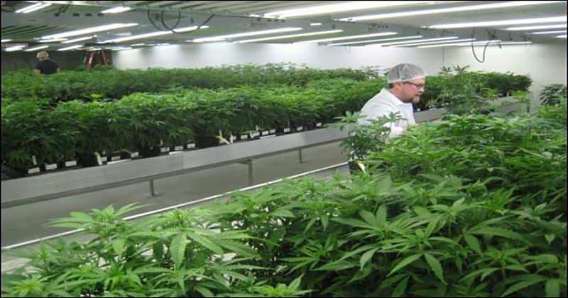 Balkan Countries Show Growing Interest in Medical Cannabis Legalization