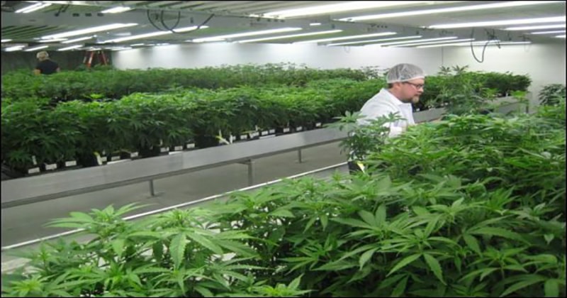 Balkan Countries Show Growing Interest in Medical Cannabis Legalization