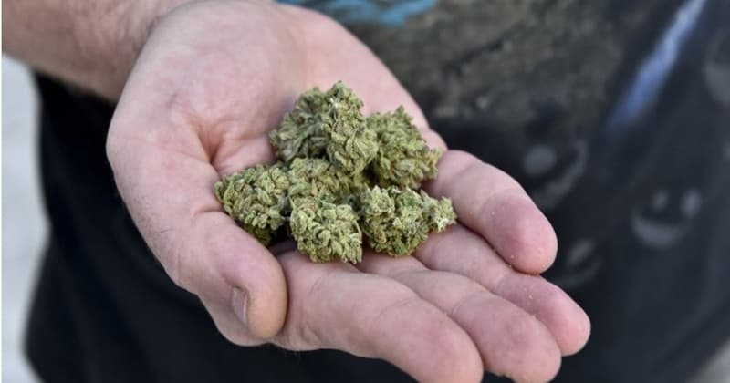 Cannabis Allergies: Causes, Symptoms, and Precautions