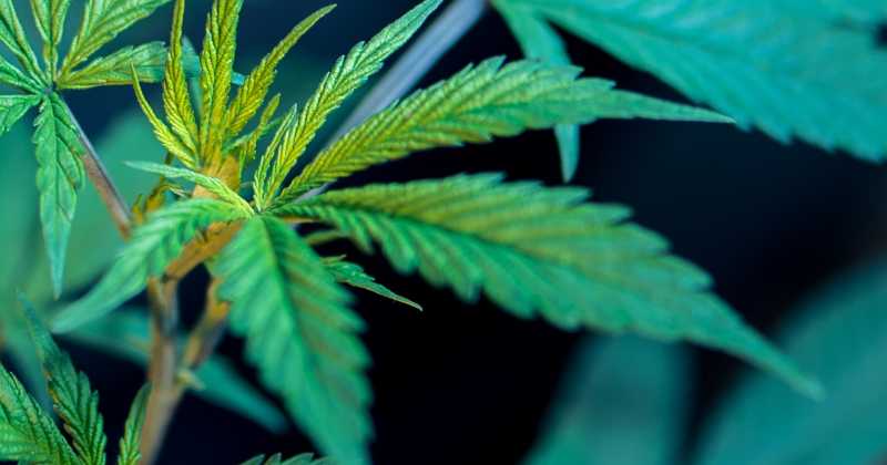 Consommation de cannabis au Canada : tendances émergentes et perspectives démographiques