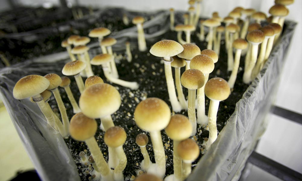 New York Bill Proposes Decriminalization of Psilocybin Mushrooms