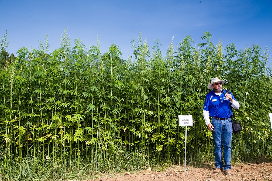 Minnesota Increases THC Limit for Hemp to 1%, Boosting CBD Industry