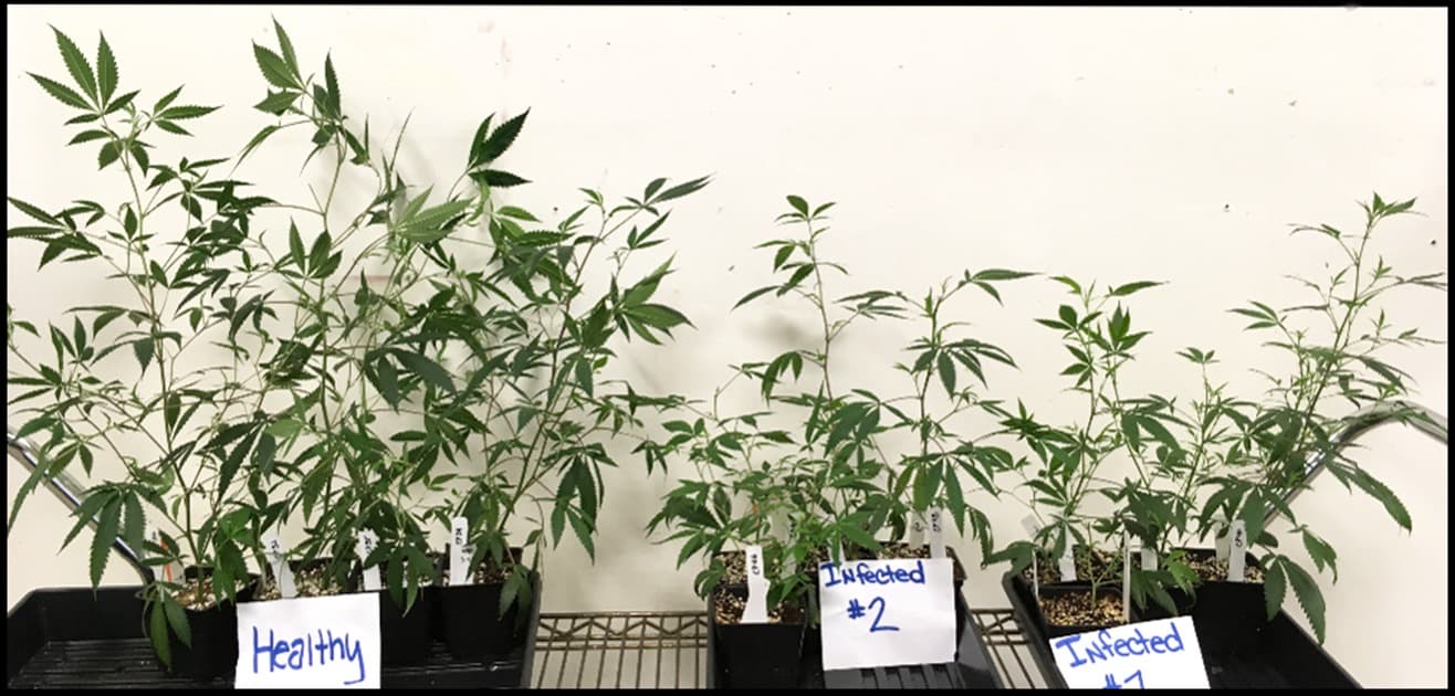 Hop Latent Viroid Threatens Cannabis Crops in California, Causes Major Losses