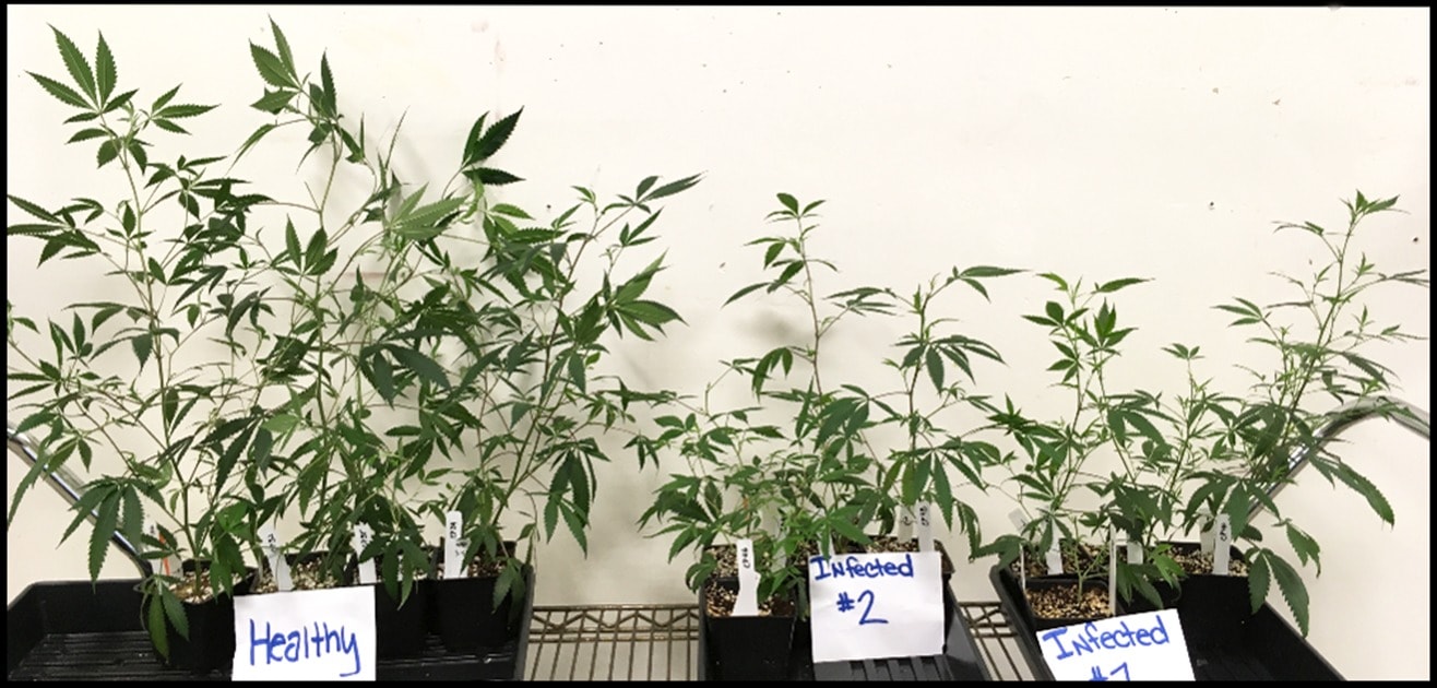 Hop Latent Viroid Threatens Cannabis Crops in California, Causes Major Losses